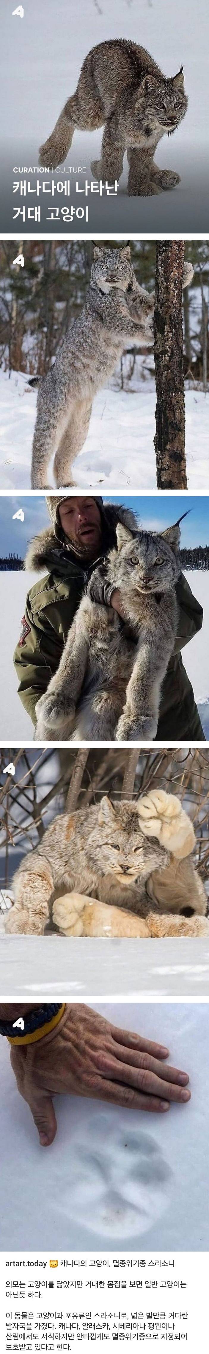 [이슈/유머] 캐나다에 나타난 거대한 냥이